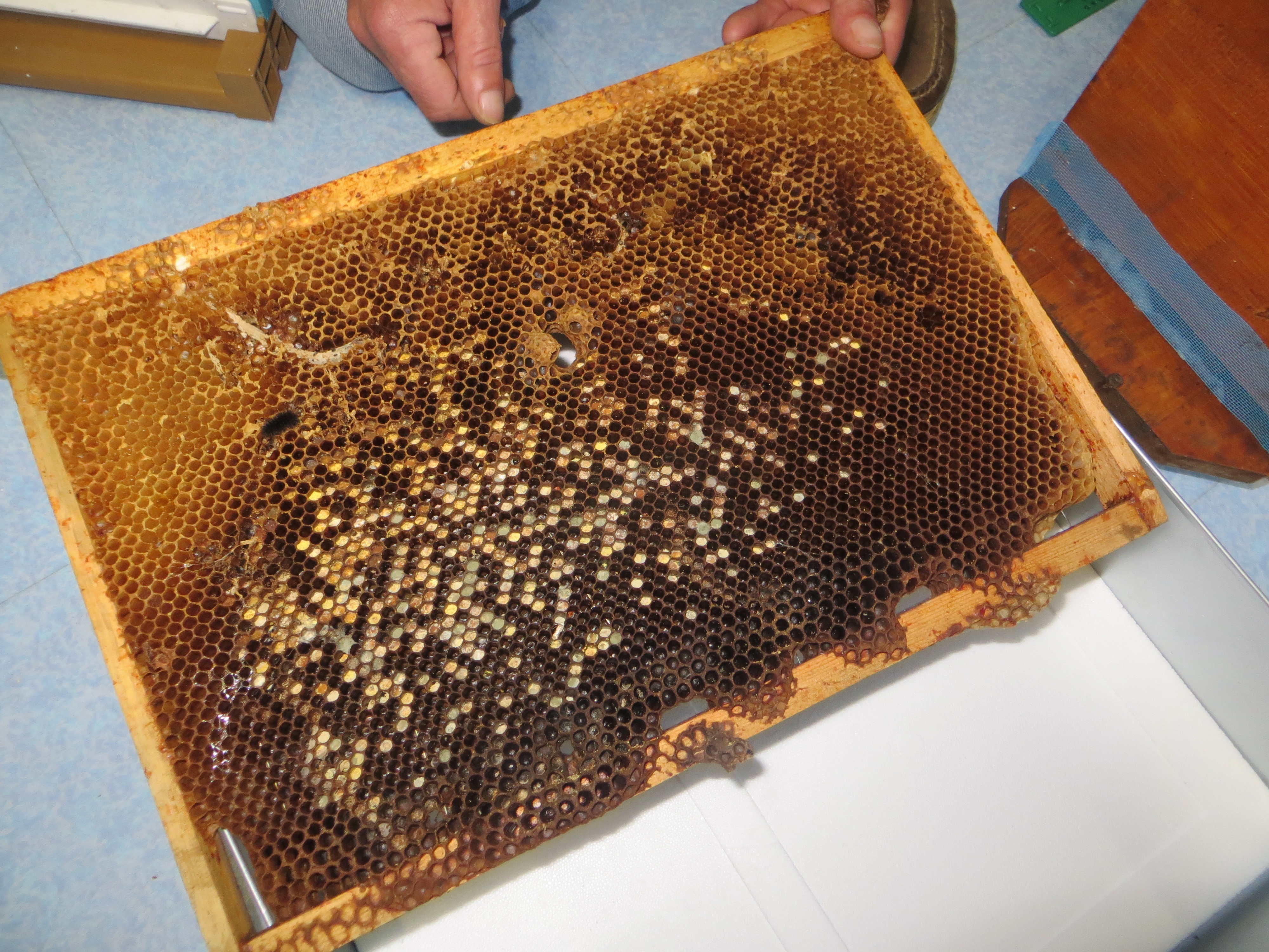 abeilles2.jpg
