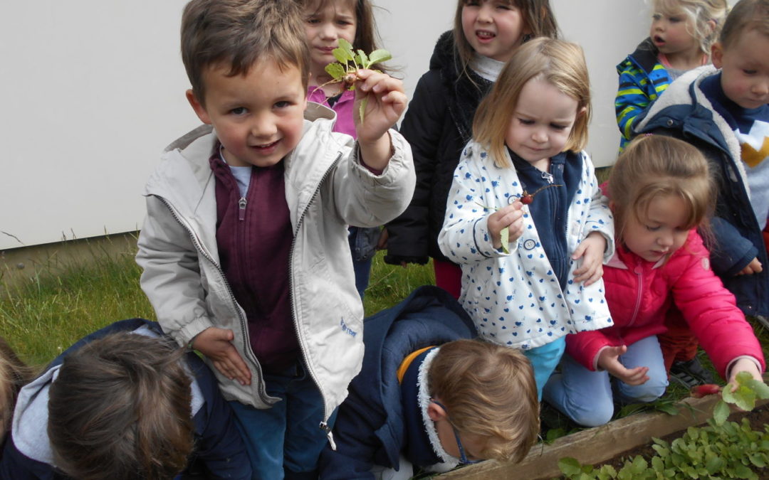 Récolte et dégustation de radis en maternelle