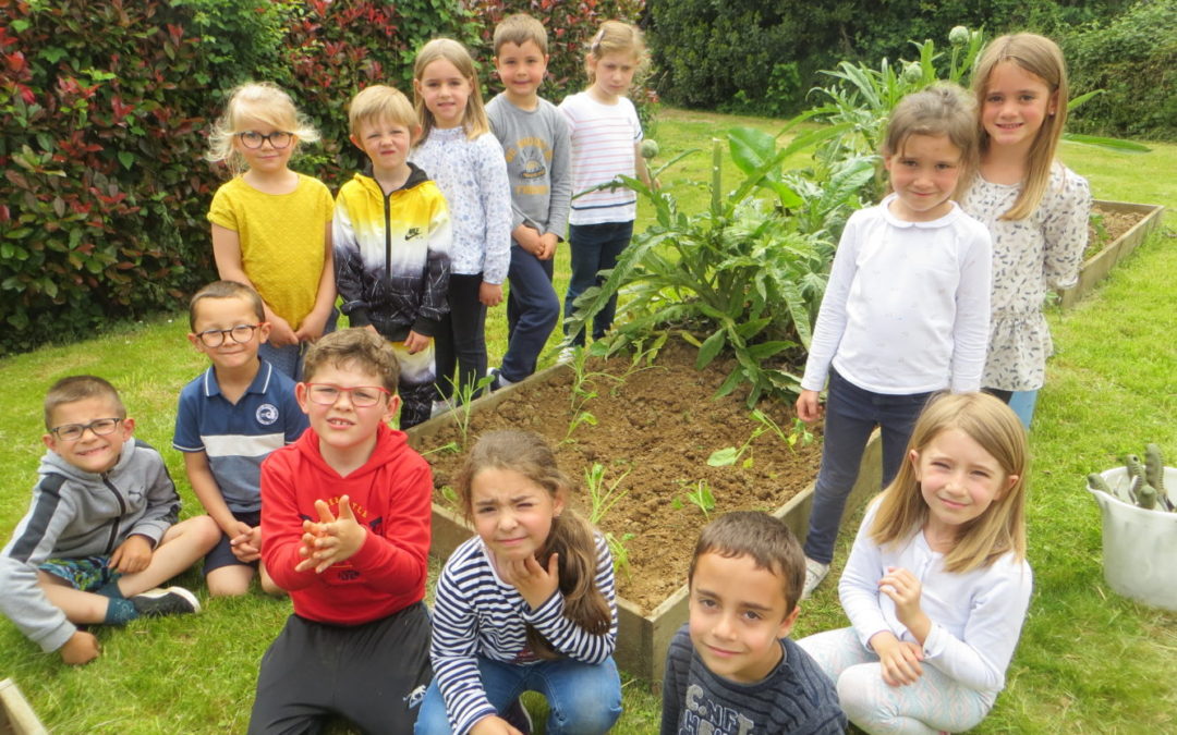 Plantation de choux au potager